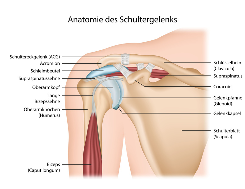 Anatomie Schultergelenk mit Beschreibung deutsch
